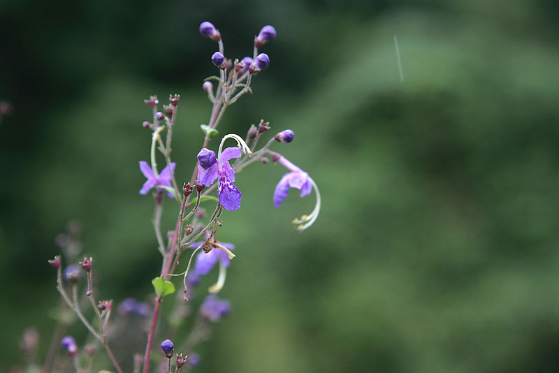 060918, bddg 027.jpg