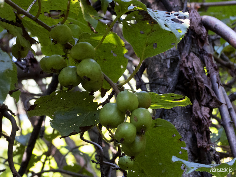DSCN1197.jpg