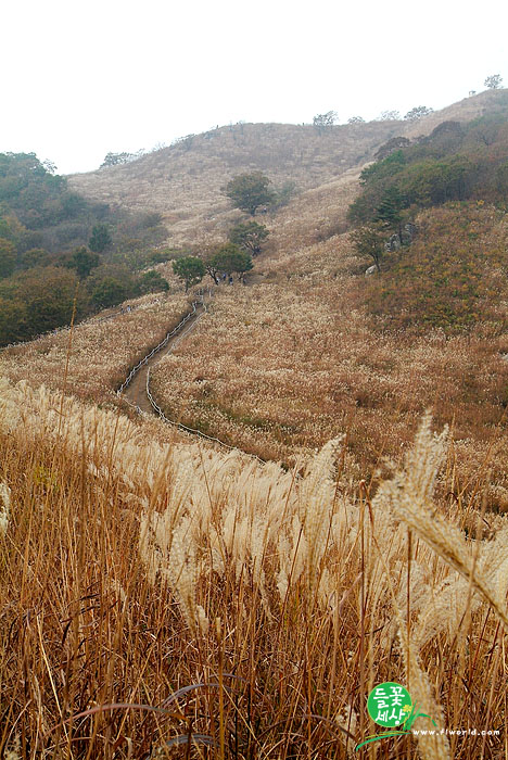 억새(명성산)-20061017_DSF5250.jpg