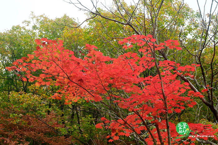 단풍(명성산)-20061017_DSF5212 사본.jpg