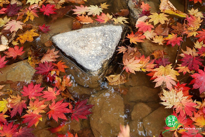 단풍(명성산)-20061017_DSF5217 사본.jpg