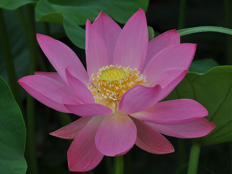 lotus.jpg