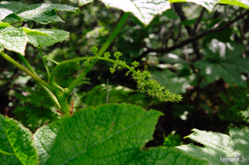 HSJ_0423.jpg