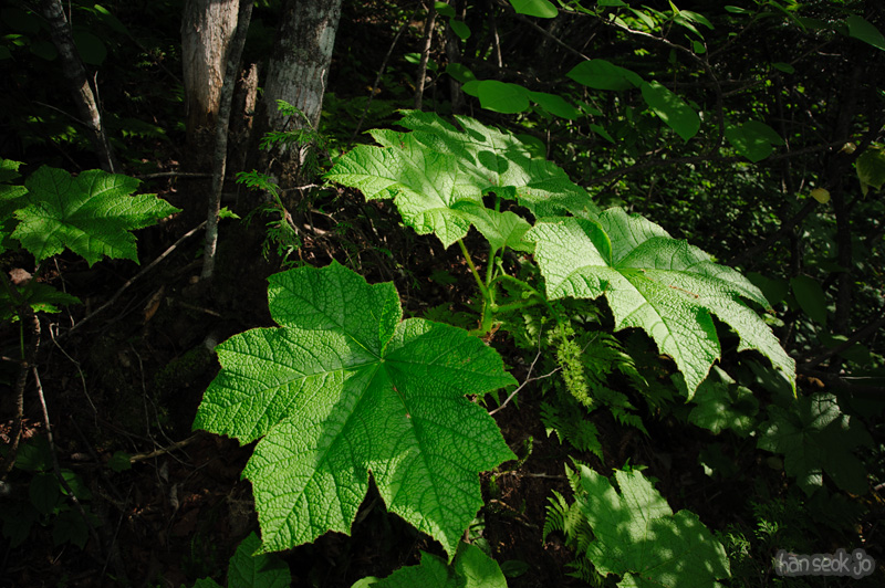 HSJ_0426.jpg