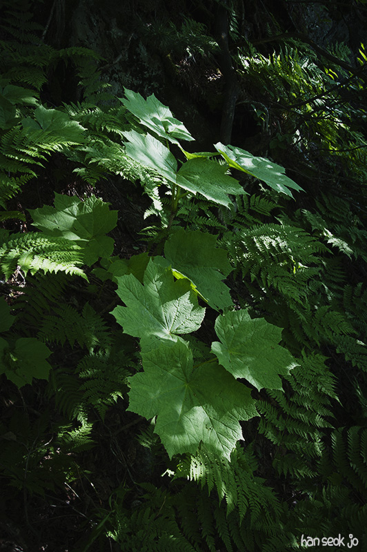 HSJ_5174.jpg