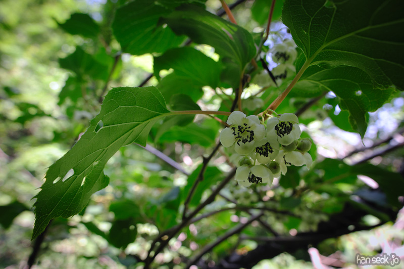 HSJ_0278.jpg