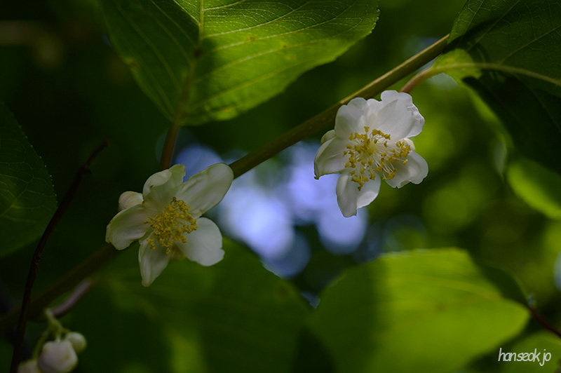 DSC_2932.jpg