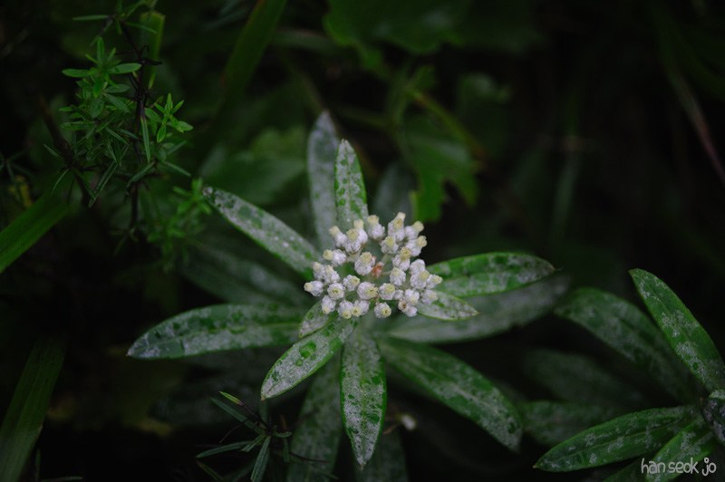 HSJ_0943.jpg