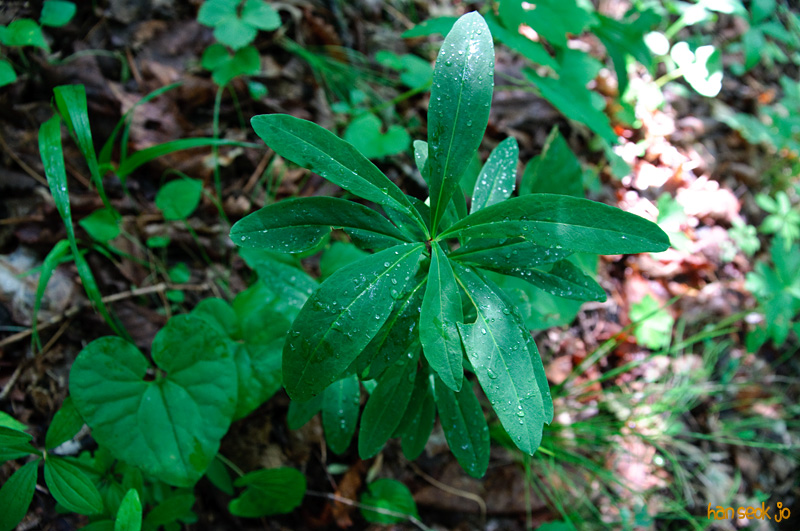 DSC_7146.jpg