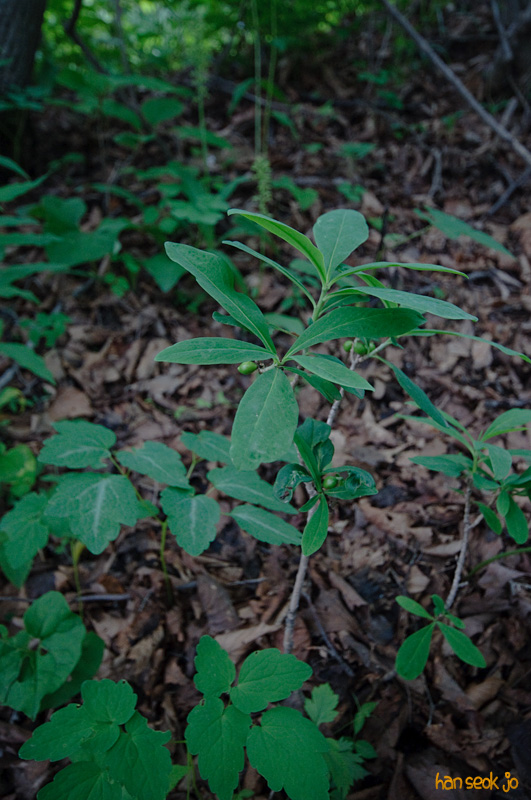 DSC_7274.jpg