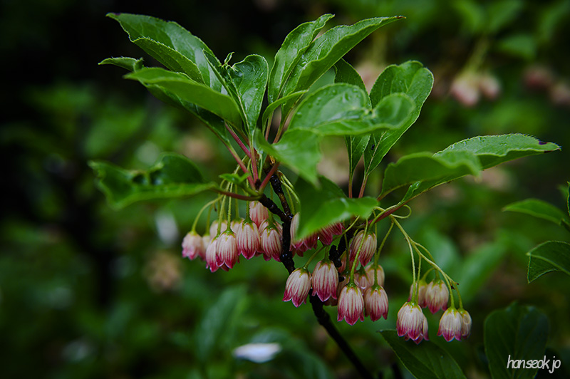 DSC_2653.jpg