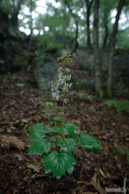 HSJ_0709.jpg