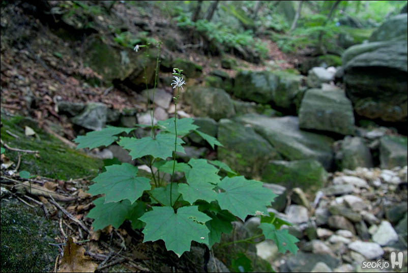 DSCF5516.jpg