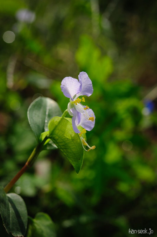 HSJ_4910.jpg