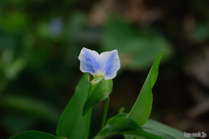HSJ_0172.jpg