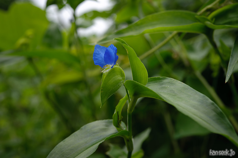 HSJ_0181.jpg