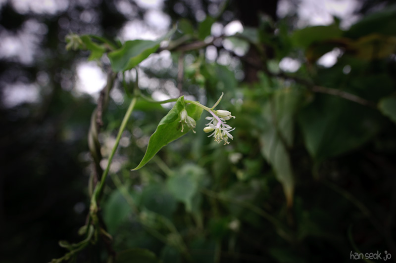 HSJ_0391.jpg