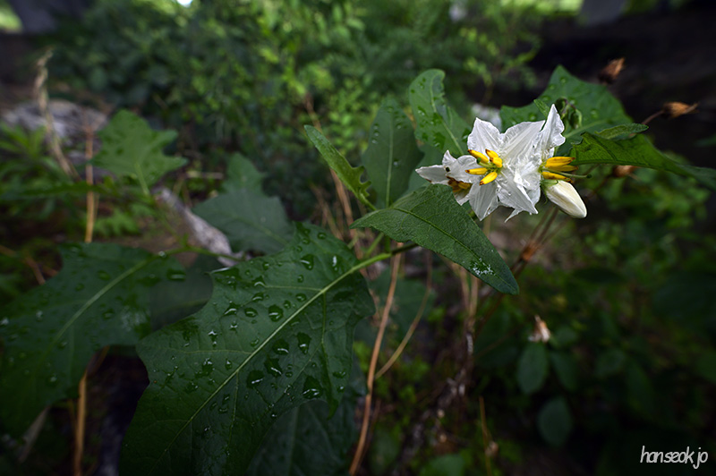 DSC_3017.jpg