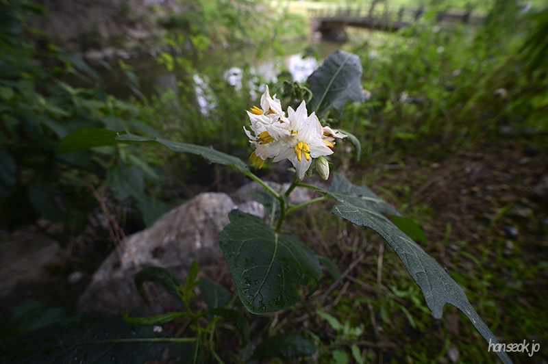 DSC_3016.jpg