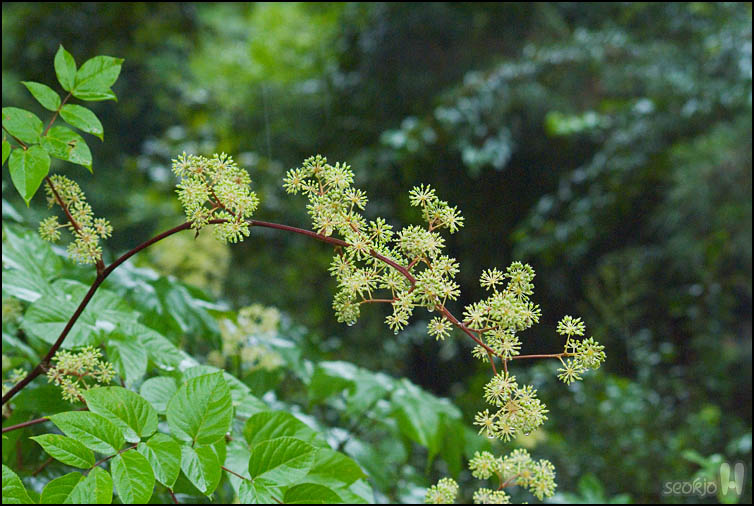 DSCF2477.jpg