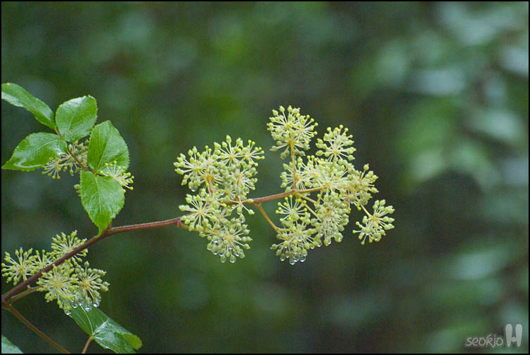 DSCF2478.jpg