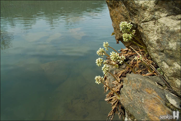 DSCF7020.jpg