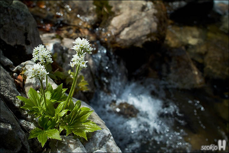 DSCF7209.jpg