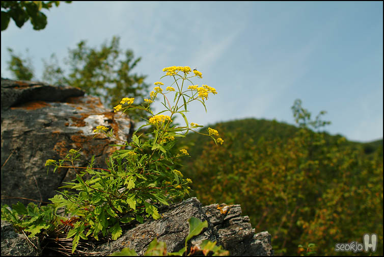 DSCF9075.jpg