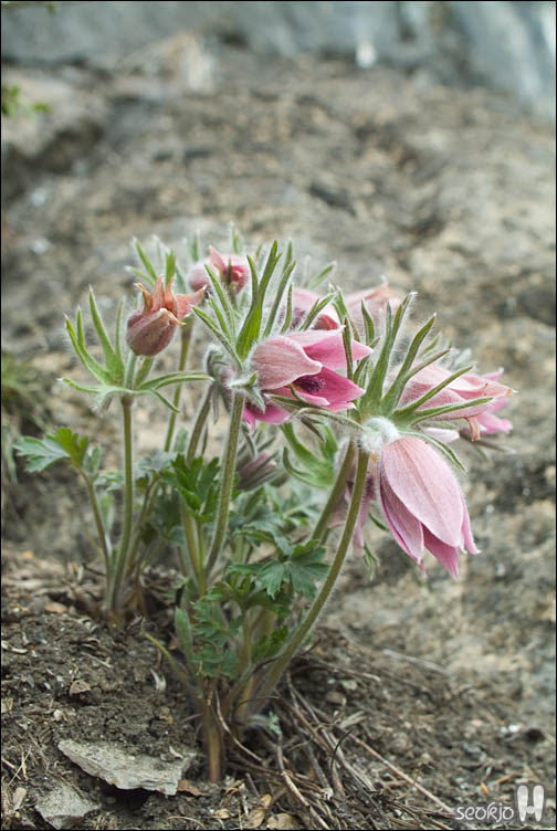 DSCF2371.jpg