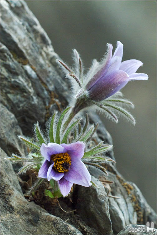 DSCF2344.jpg