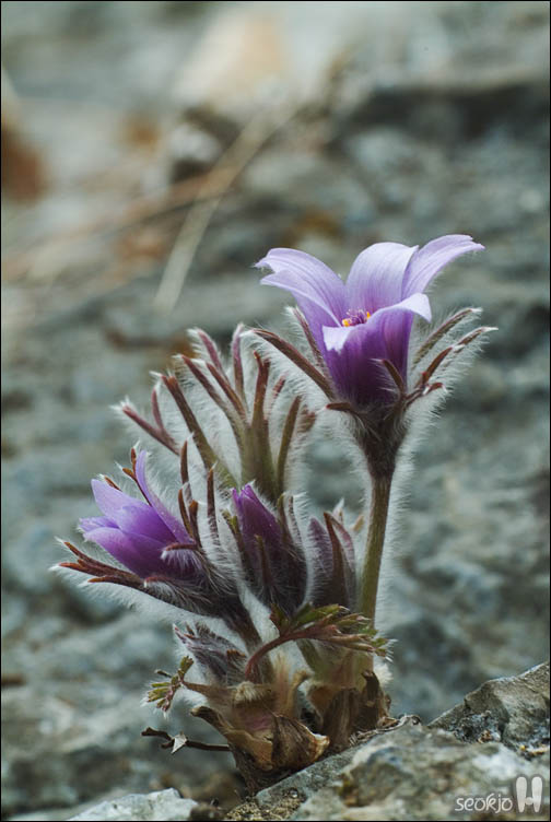 DSCF2374.jpg