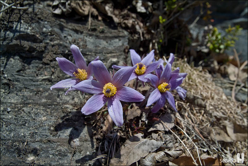 DSCF7366.jpg