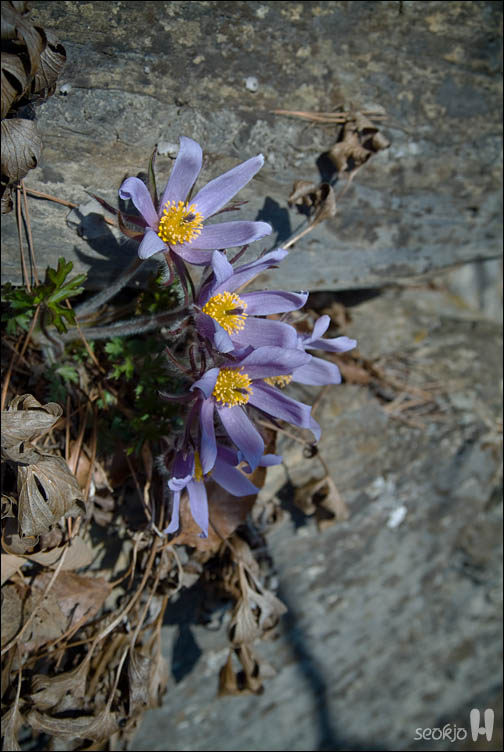 DSCF7375.jpg