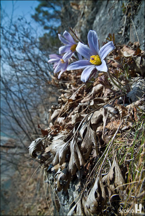DSCF7342.jpg