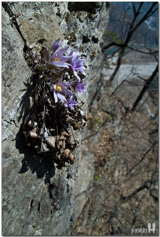 DSCF7387.jpg