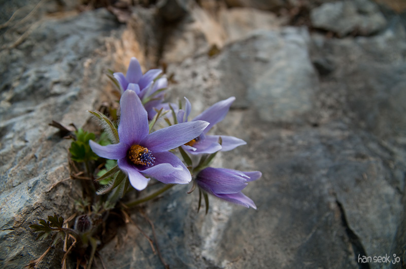 DSC_0466.jpg
