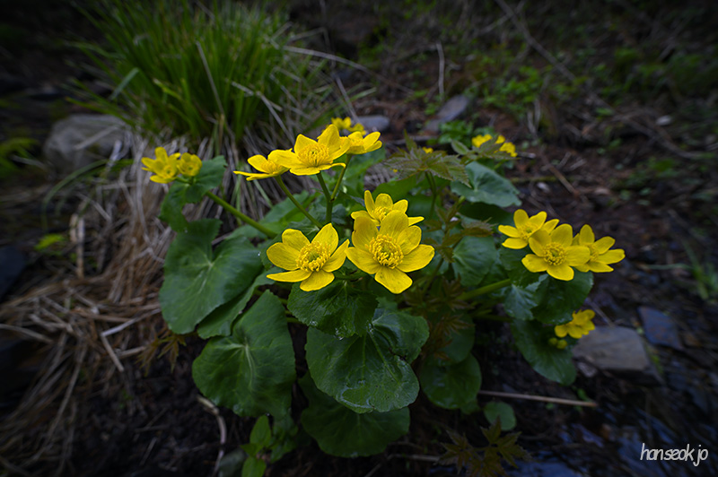 DSC_2466.jpg