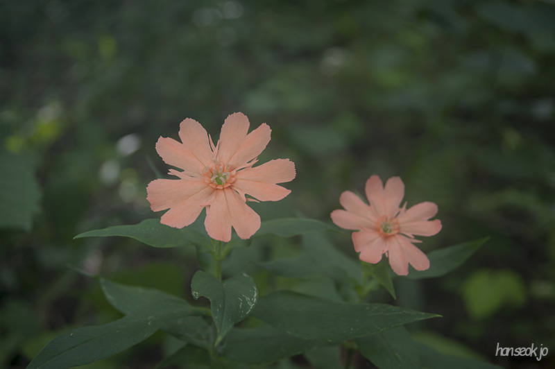 HSJ_6176.jpg
