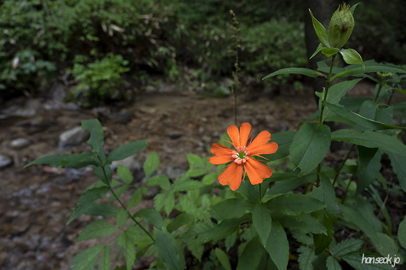 DSC_1248.jpg