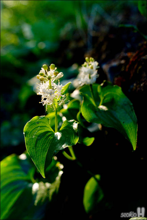 DSCF9082.jpg