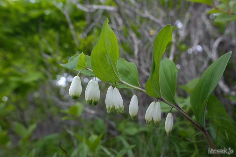 HSJ_9027.jpg