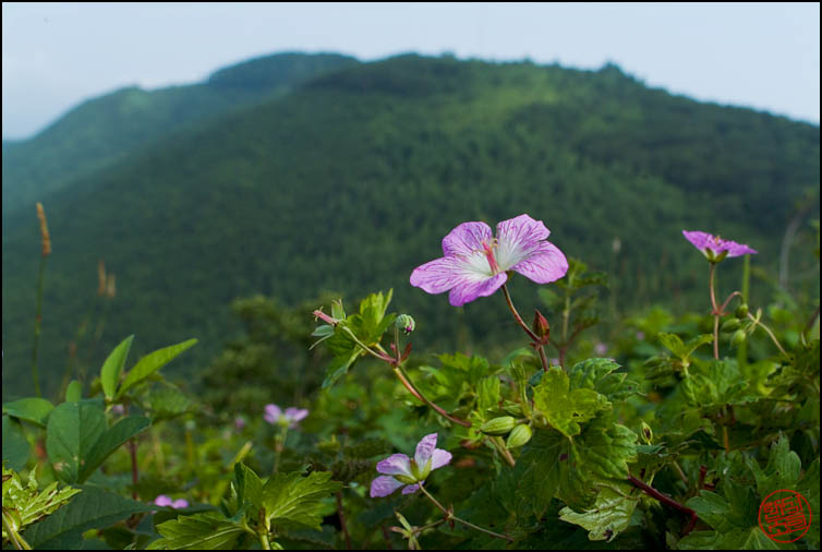 DSCF2578.jpg