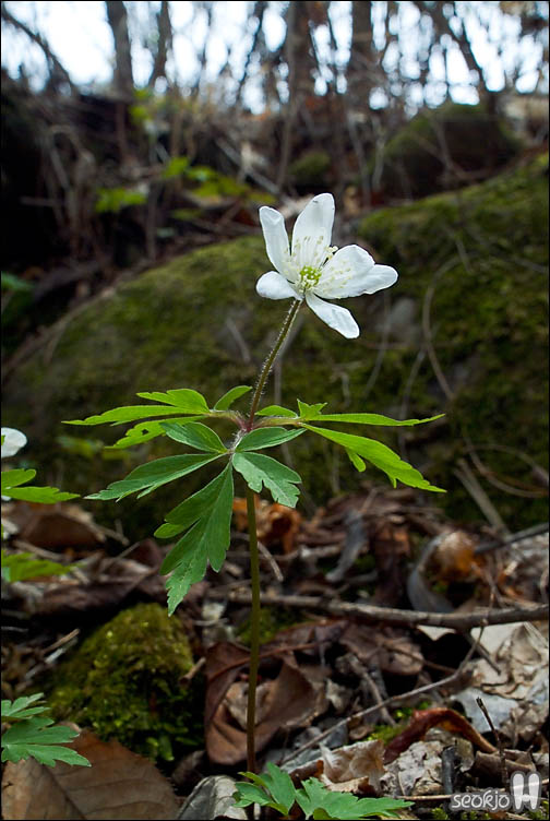 DSCF6989.jpg