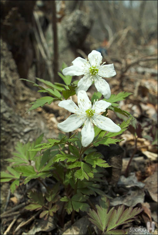 DSCF2646.jpg