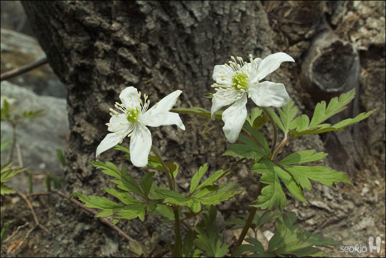 DSCF2649.jpg