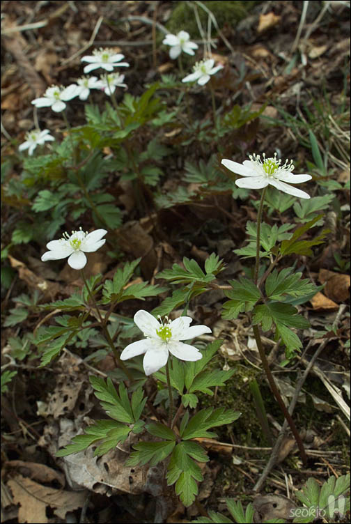 DSCF2652.jpg