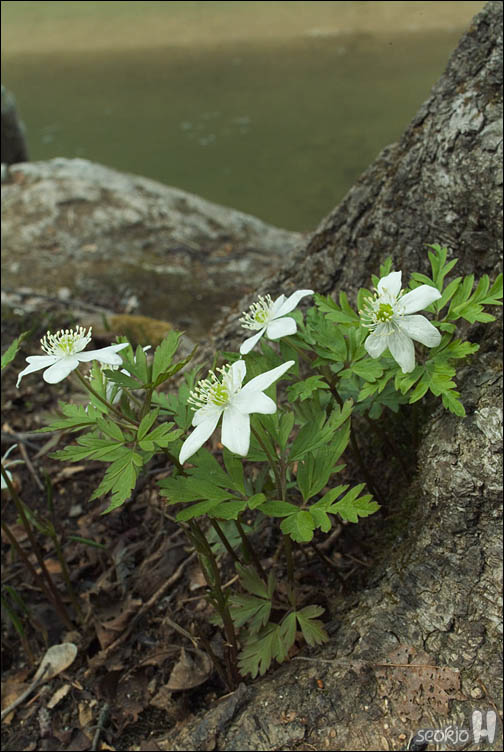 DSCF2658.jpg