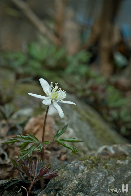DSCF7197.jpg