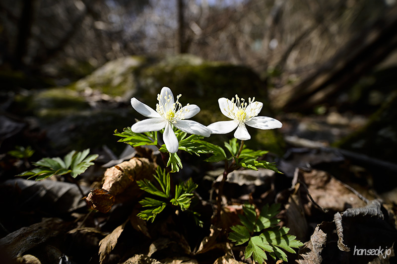 DSC_1729.jpg