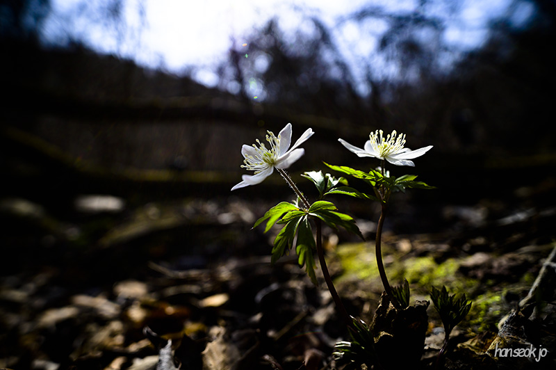DSC_1700.jpg